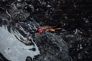 a red and yellow object floating on top of a body of water