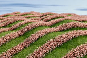 a field of grass with pink flowers growing on it