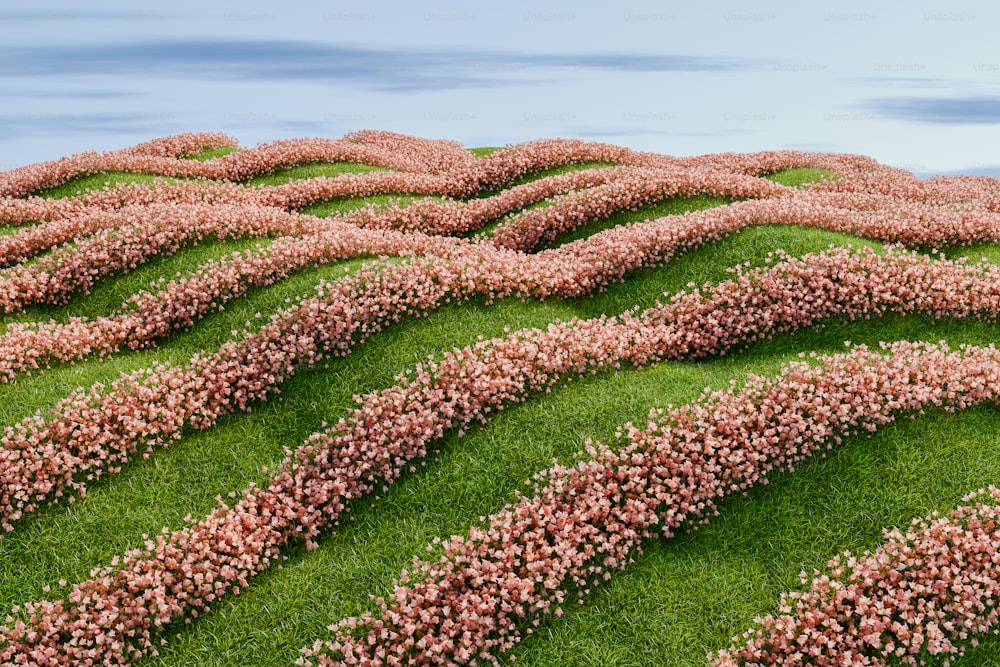 um campo de grama com flores cor-de-rosa crescendo sobre ele