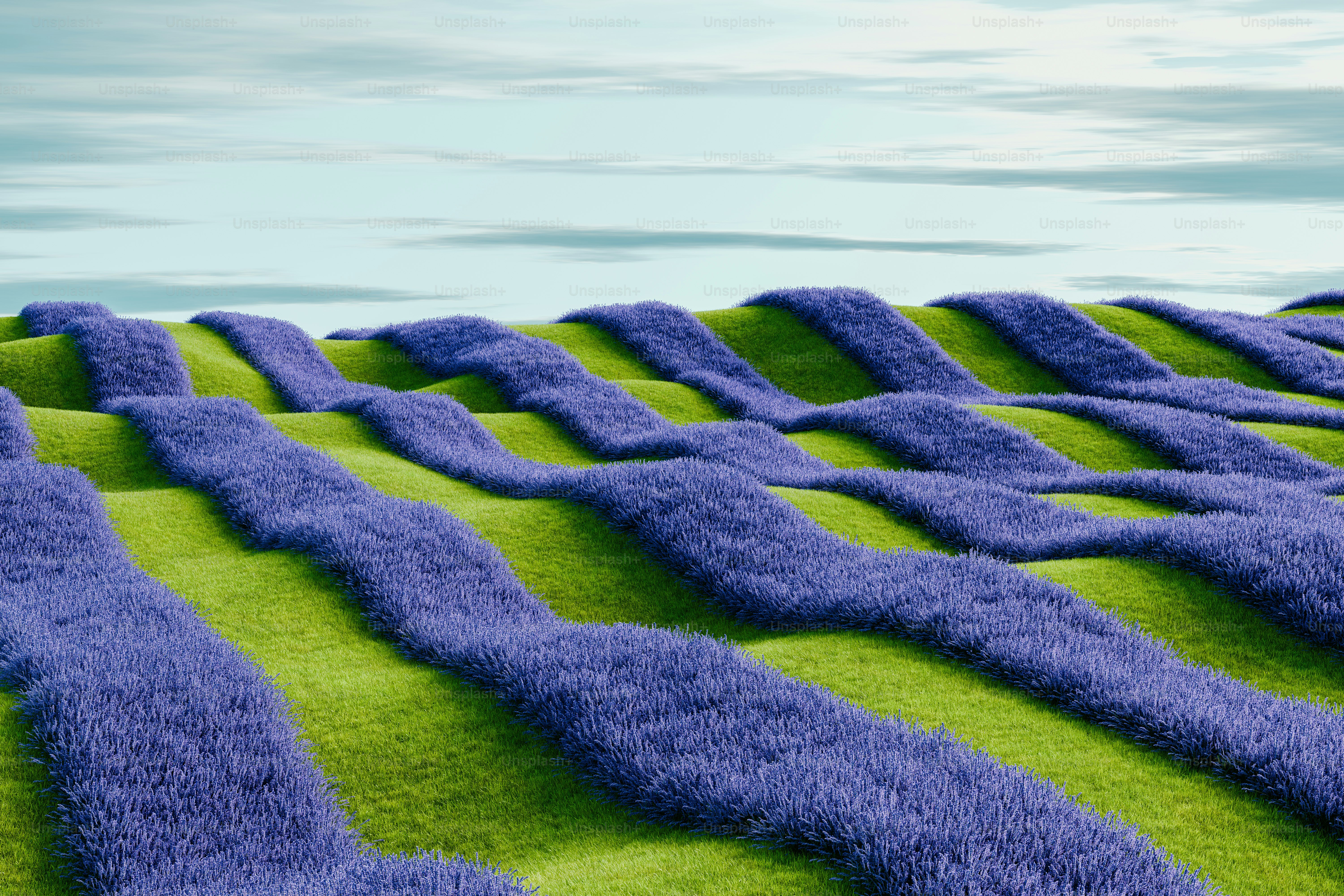 un champ de fleurs violettes avec un fond de ciel