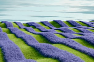 un campo de flores púrpuras con un fondo de cielo