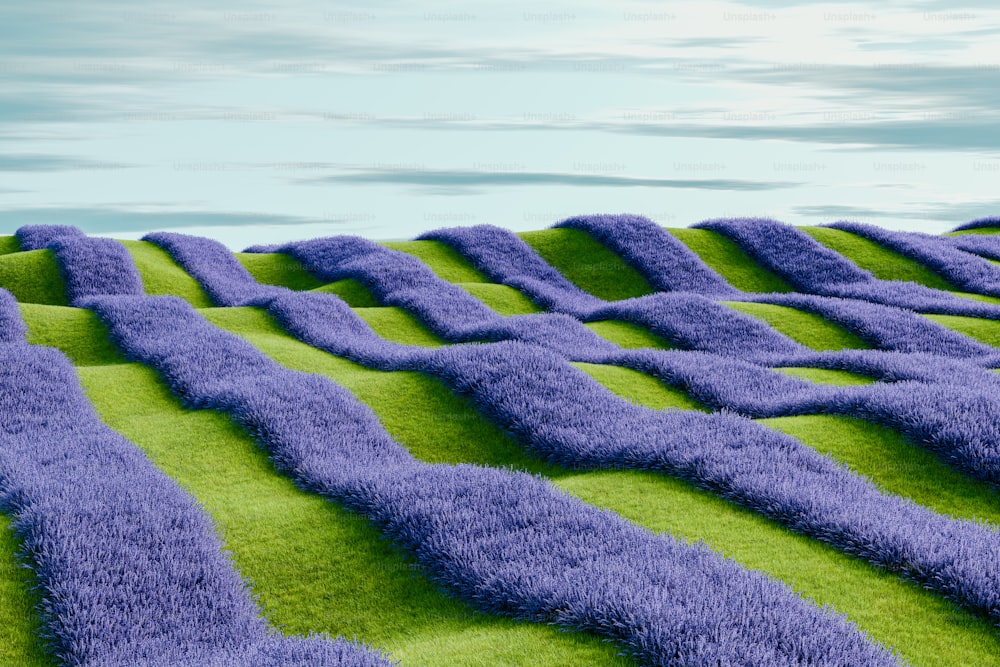 un campo di fiori viola con uno sfondo di cielo