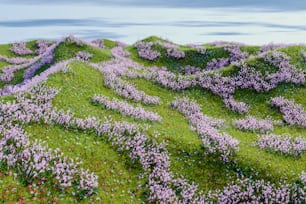 a painting of purple flowers growing on a green hillside