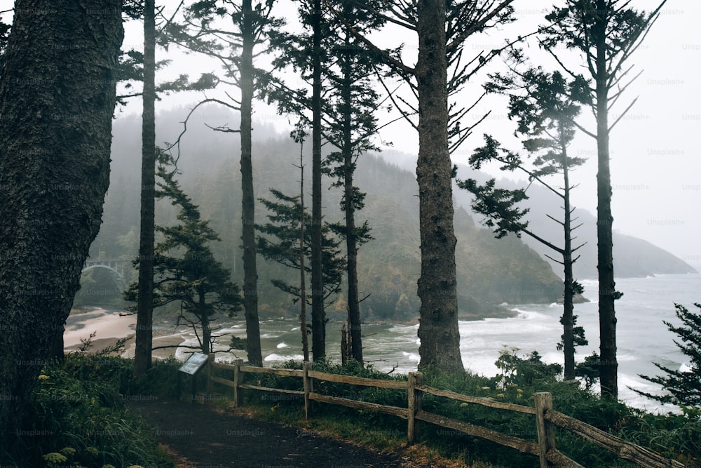 a path in the woods leading to a beach