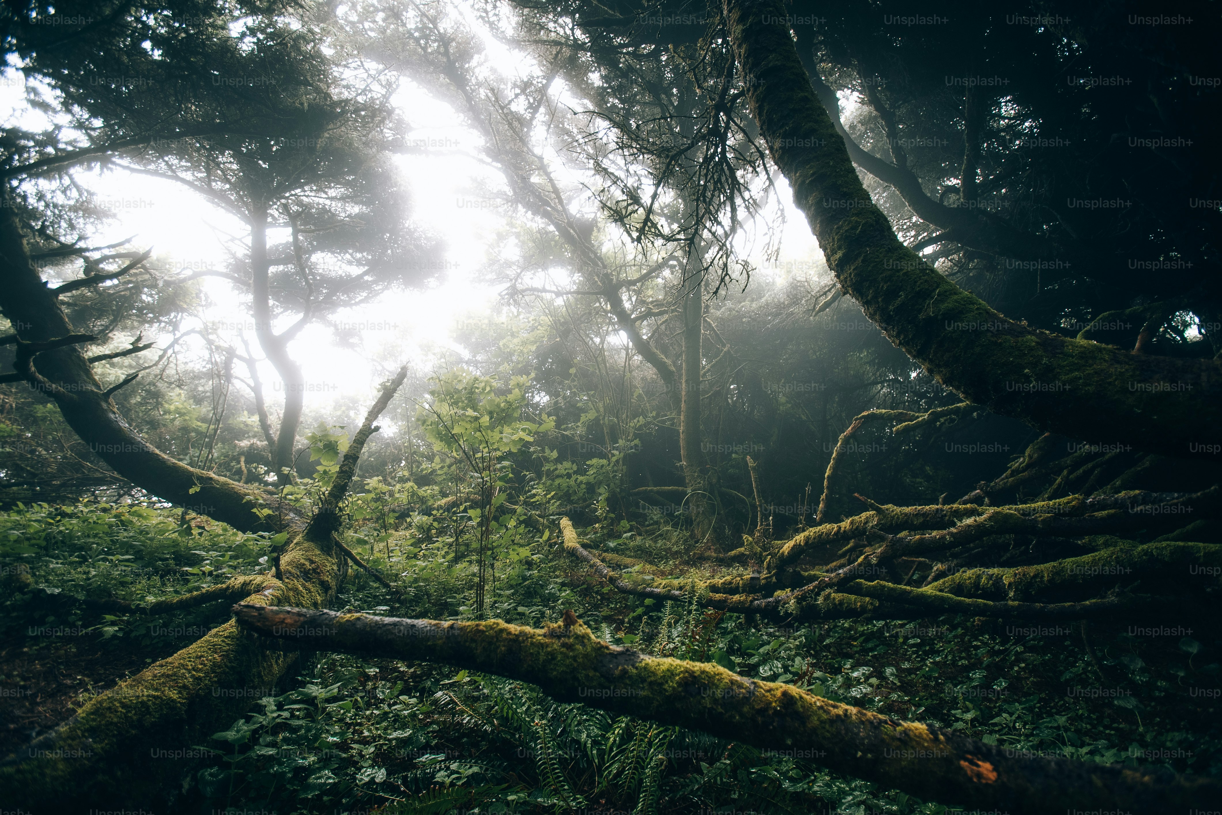 a forest filled with lots of trees covered in moss