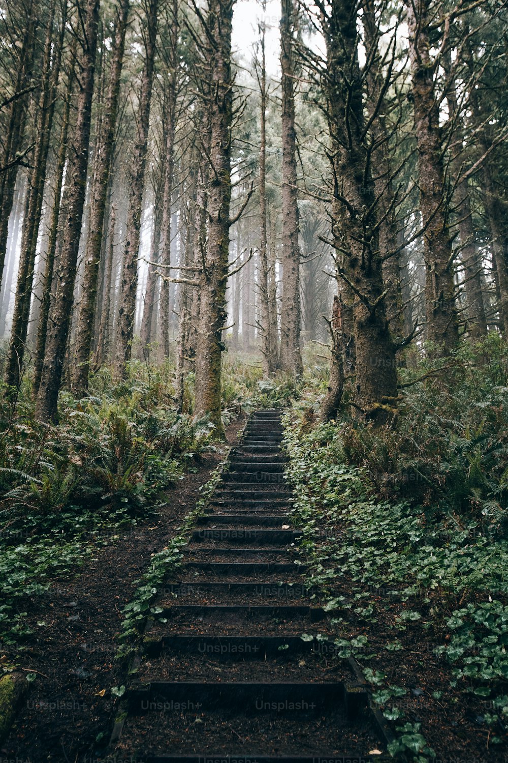 a set of stairs in the middle of a forest