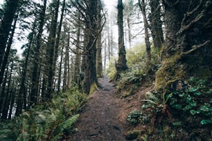 uma trilha no meio de uma floresta com muitas árvores