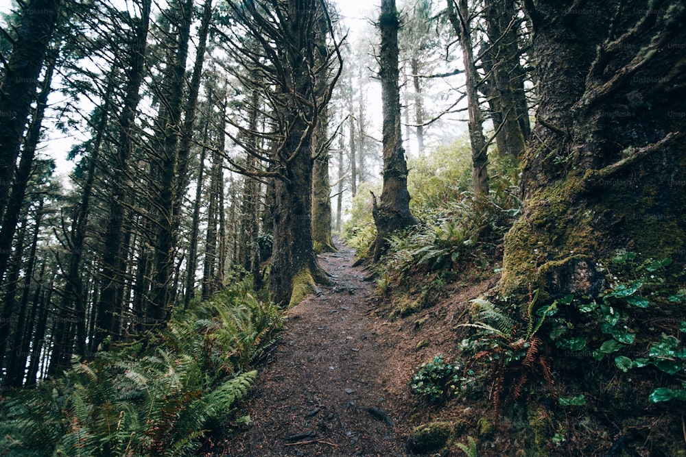 Un sendero en medio de un bosque con muchos árboles