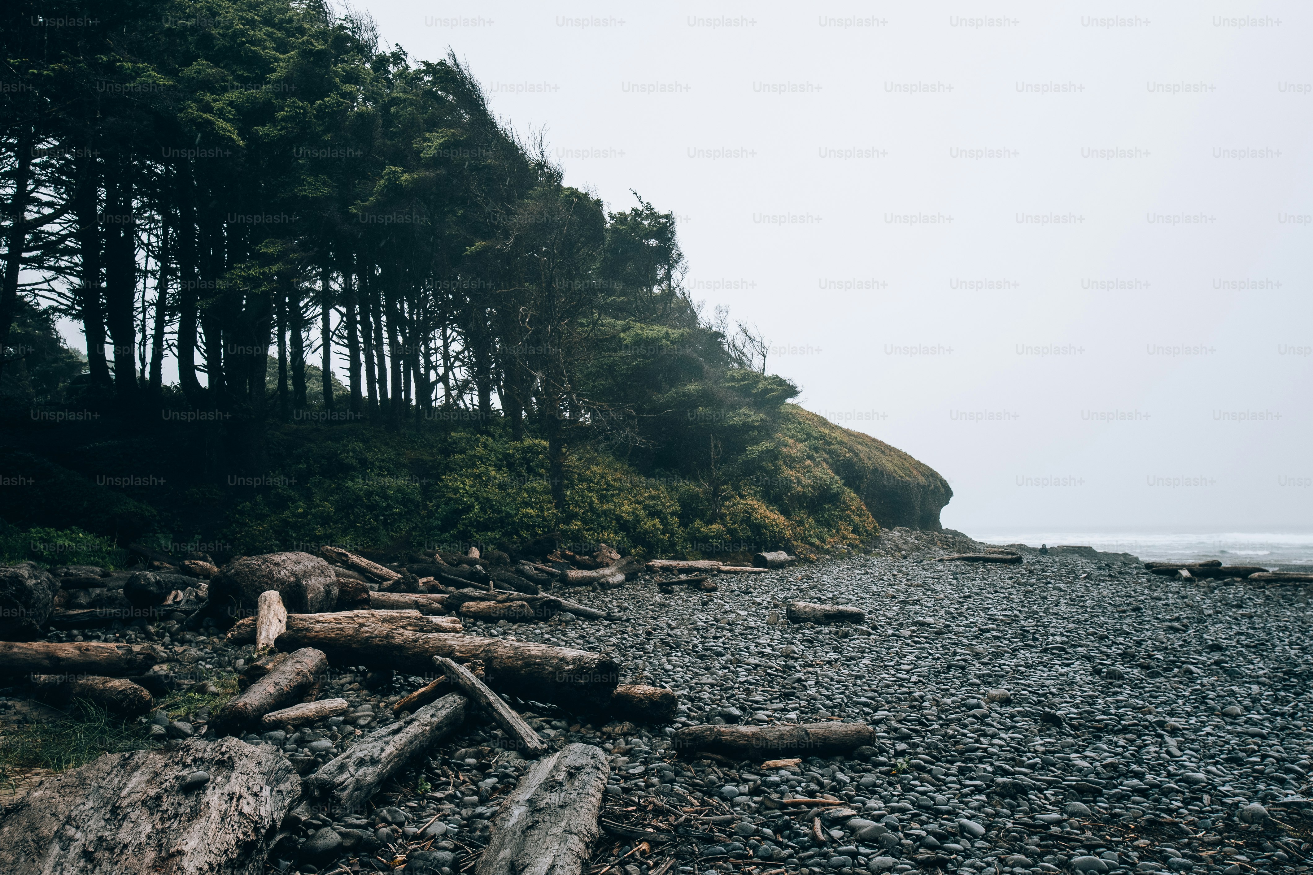 a rocky beach with trees on the side of it