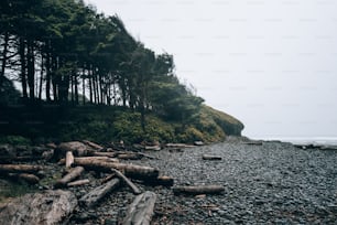 a rocky beach with trees on the side of it