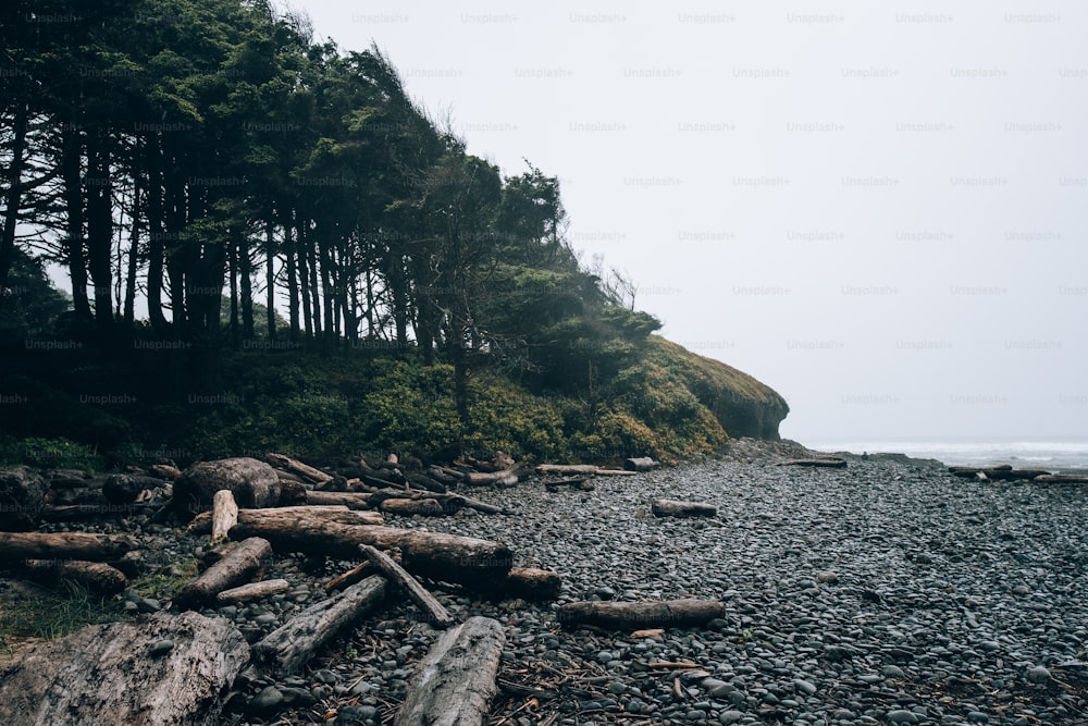 uma praia rochosa com árvores ao lado dela