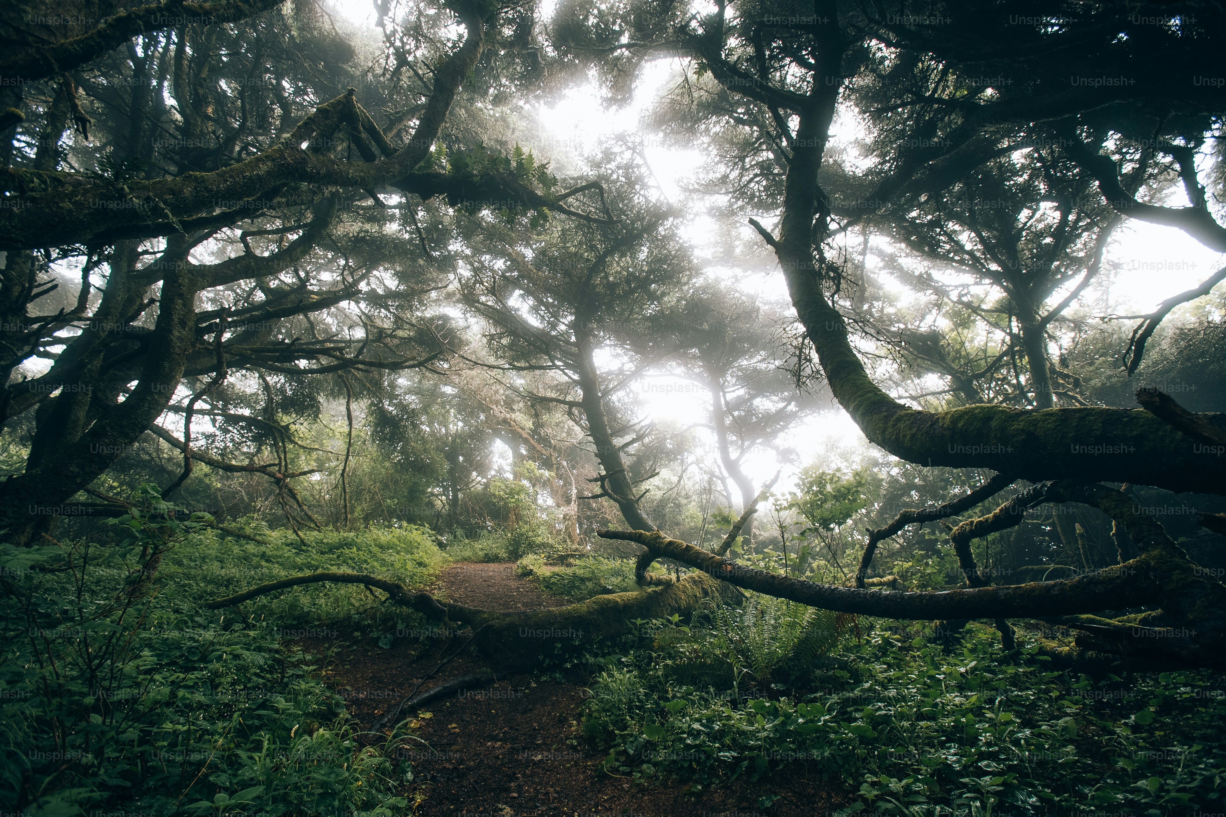 A path through a dense forest with lots of trees photo – Trees Image on ...