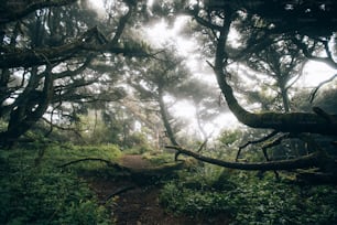 a path through a dense forest with lots of trees