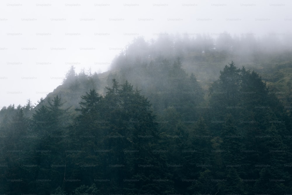 Ein mit Nebel und Bäumen bedeckter Berg an einem bewölkten Tag