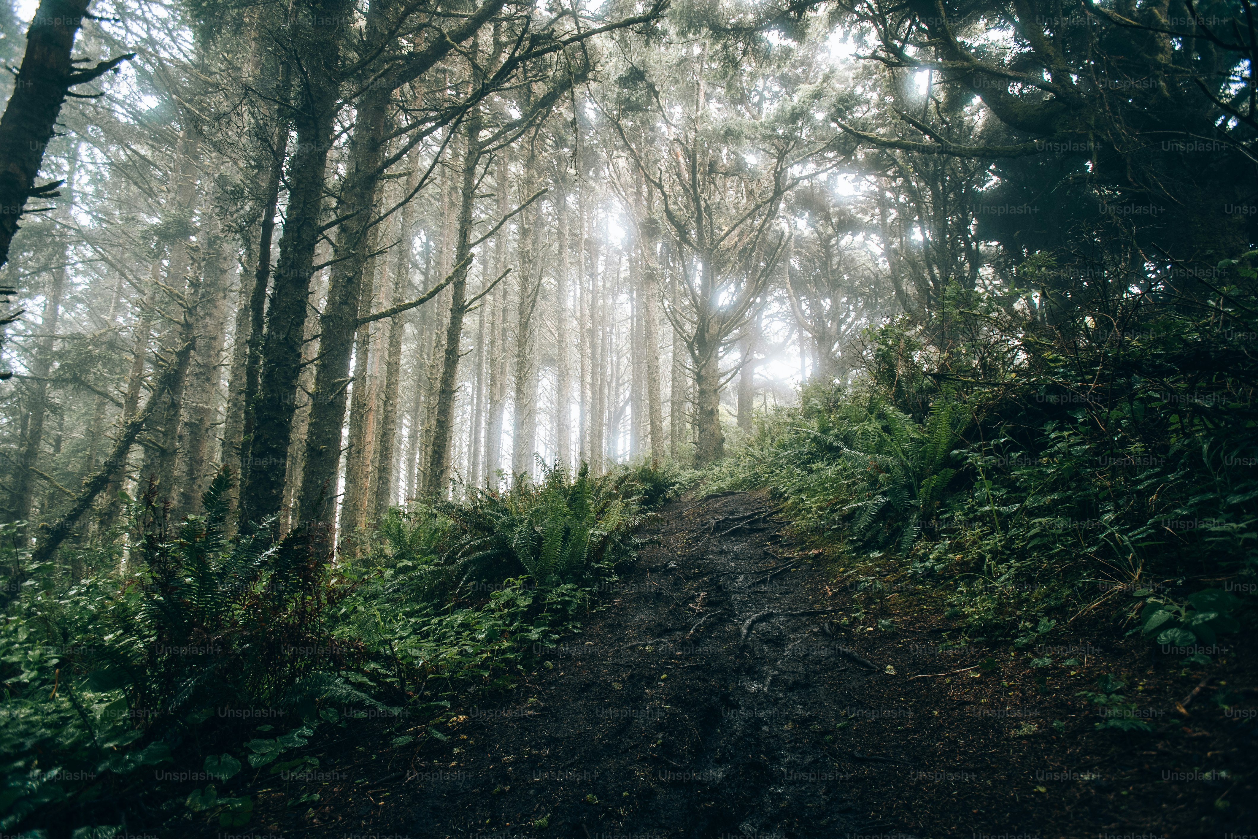 A dirt path in the middle of a forest photo – Moody nature Image on ...