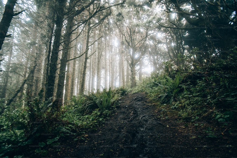 un sentiero sterrato in mezzo a un bosco