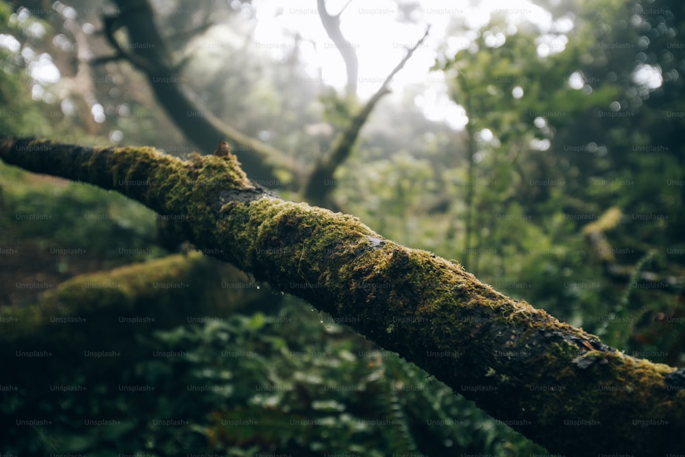 a mossy tree branch in the middle of a forest