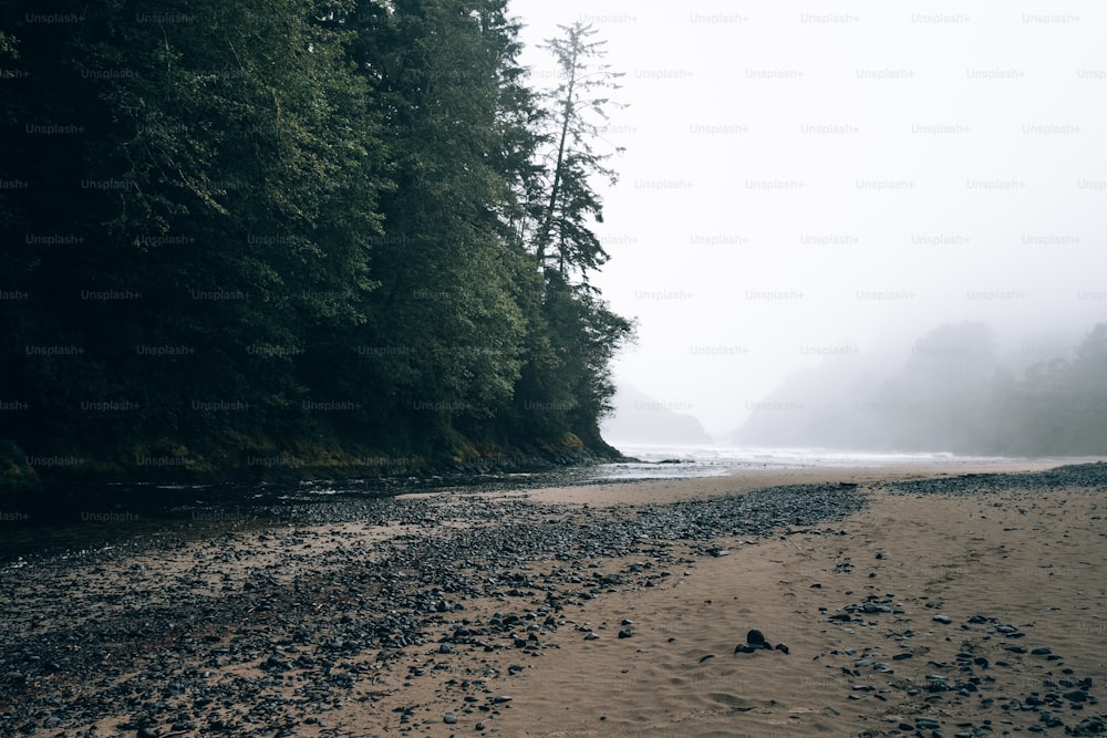 a sandy beach next to a forest on a foggy day