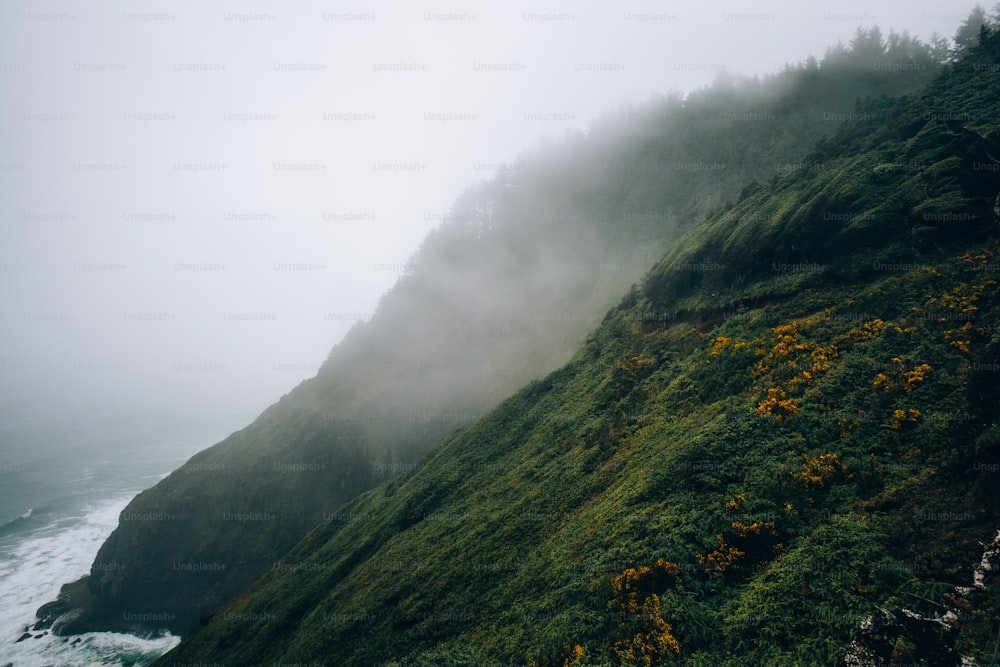 a foggy hillside with yellow flowers on the side of it