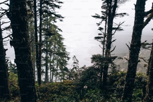 a forest filled with lots of tall trees