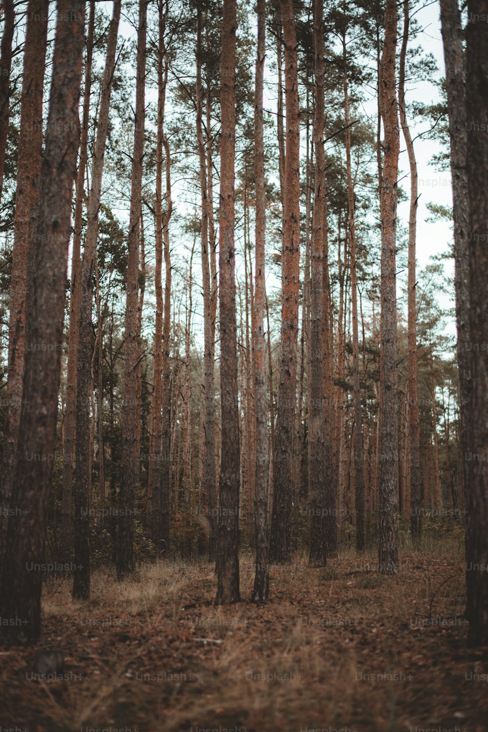 a forest filled with lots of tall trees