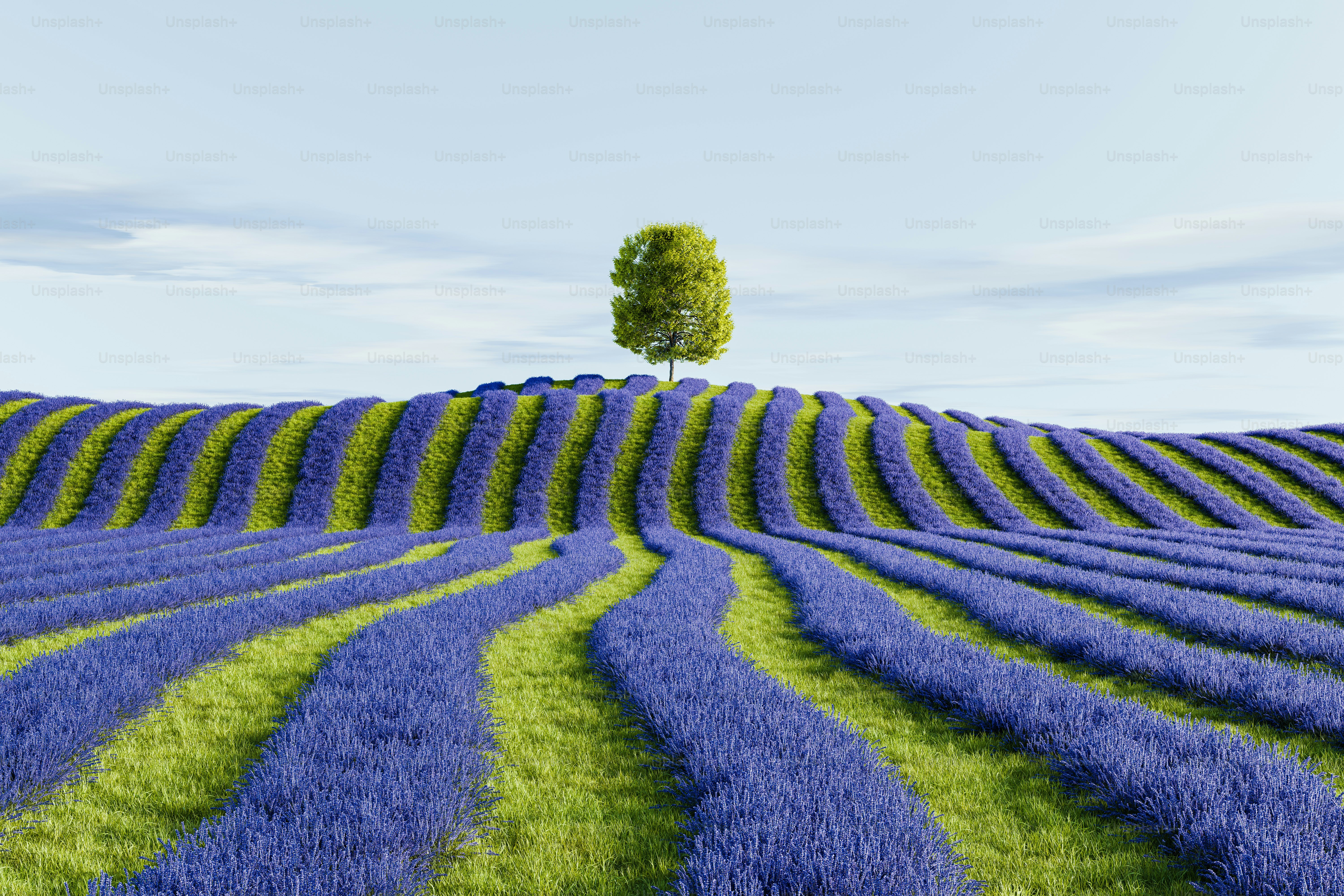 Melhores Imagens de Campo de Lavanda [HD] | Baixar imagens grátis no  Unsplash, image size:3000x2000