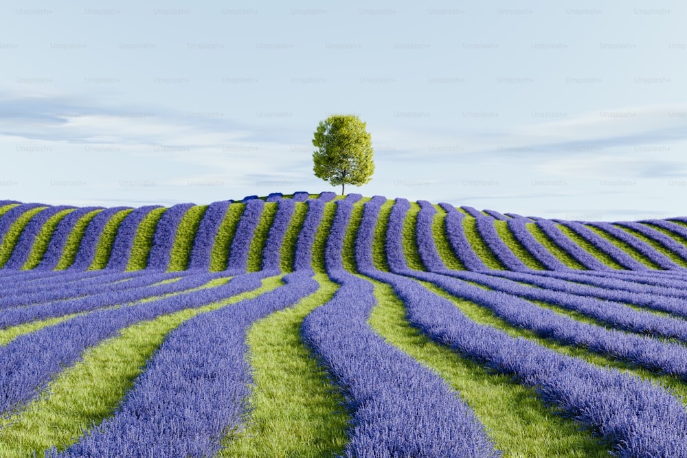 un albero solitario in mezzo a un campo di lavanda