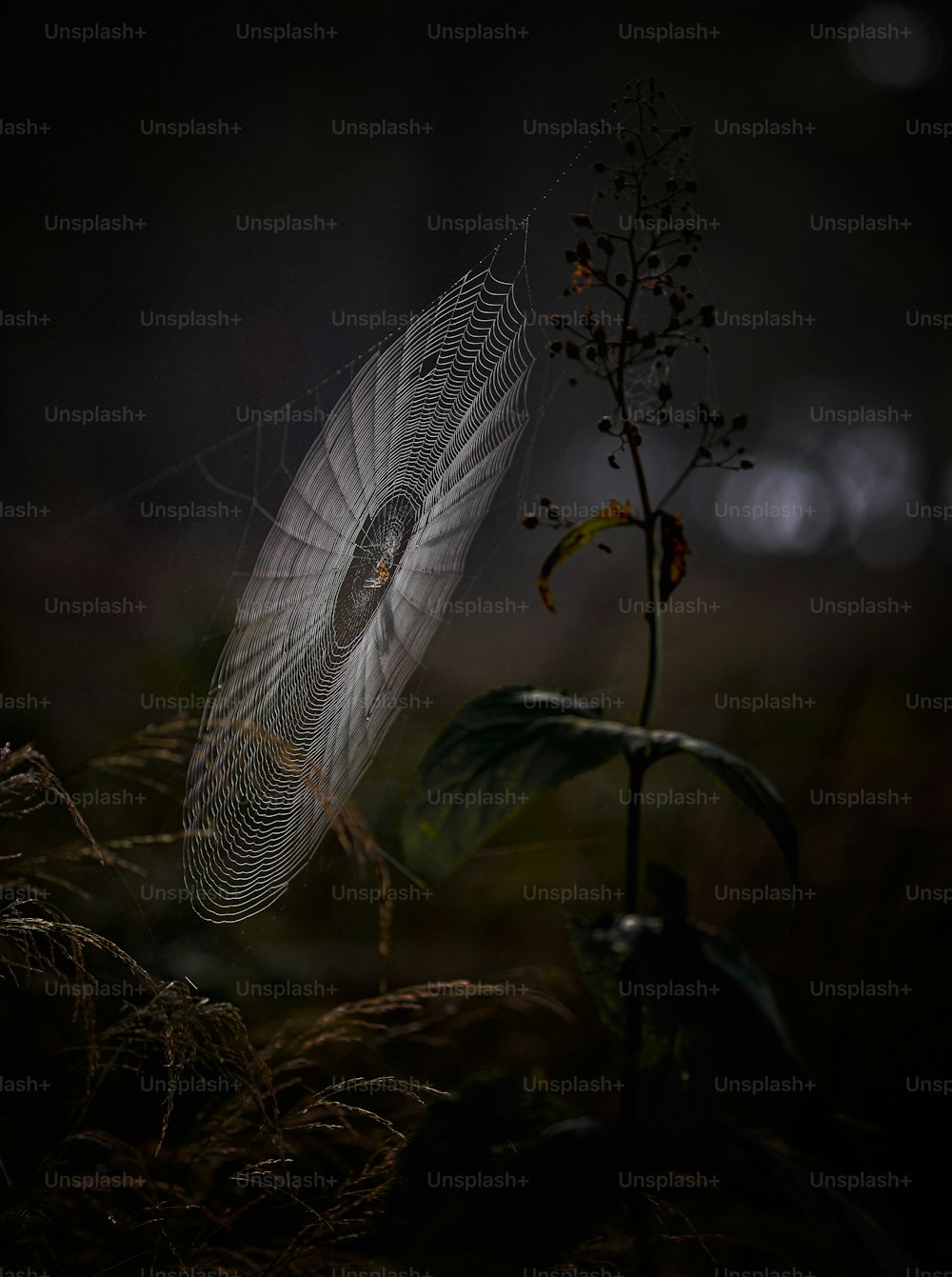 una tela de araña en una planta en la oscuridad
