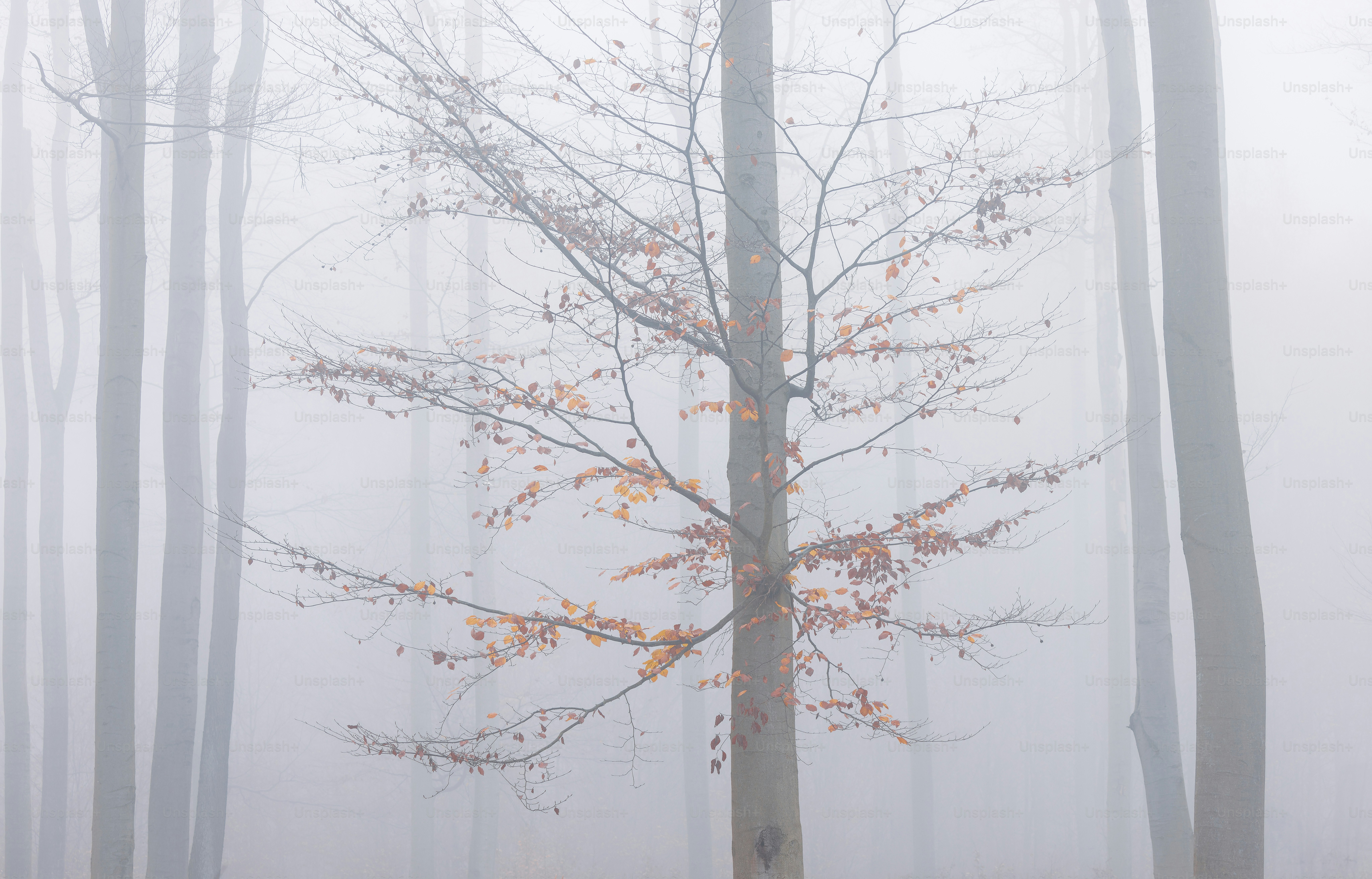 a foggy forest with a lone tree in the foreground