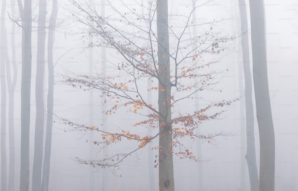 a foggy forest with a lone tree in the foreground