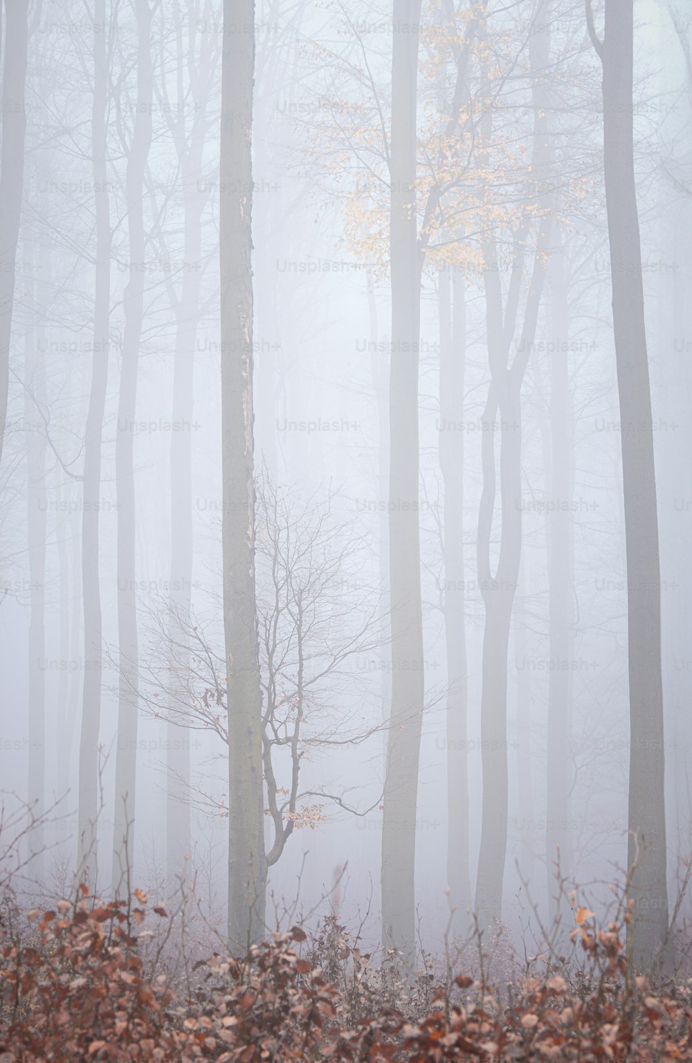 a foggy forest filled with lots of trees