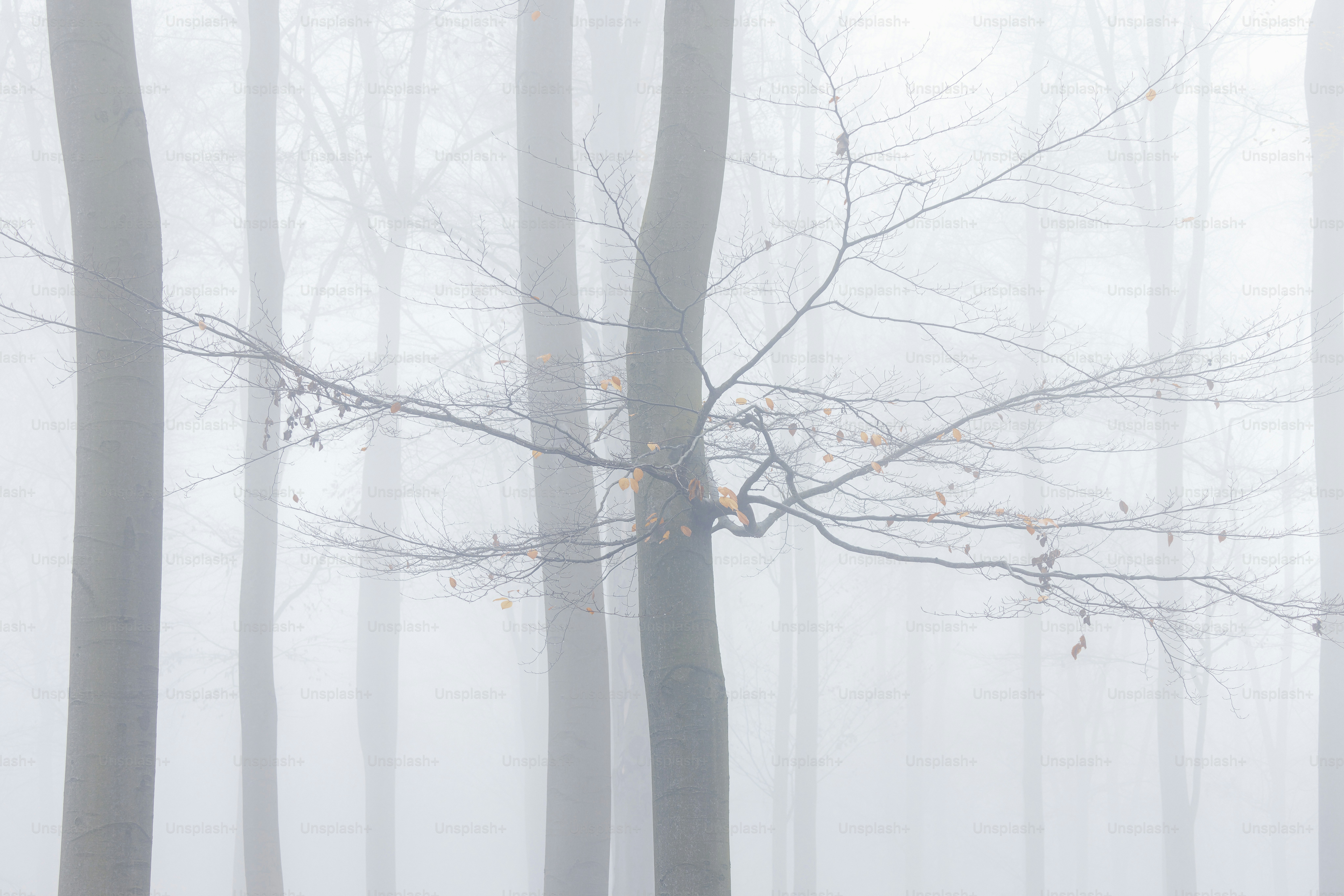 Ein nebliger Wald mit vielen Bäumen