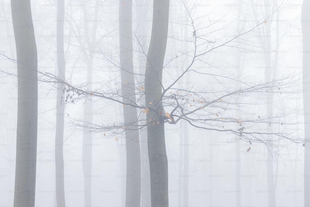 たくさんの木々が生い茂る霧の森