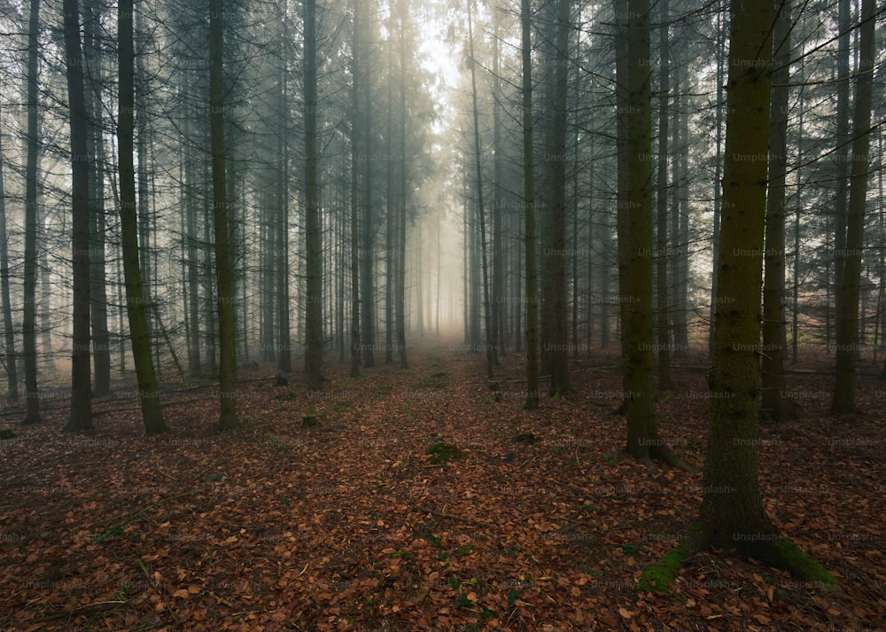 una foresta nebbiosa piena di alberi