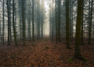 a foggy forest filled with lots of trees