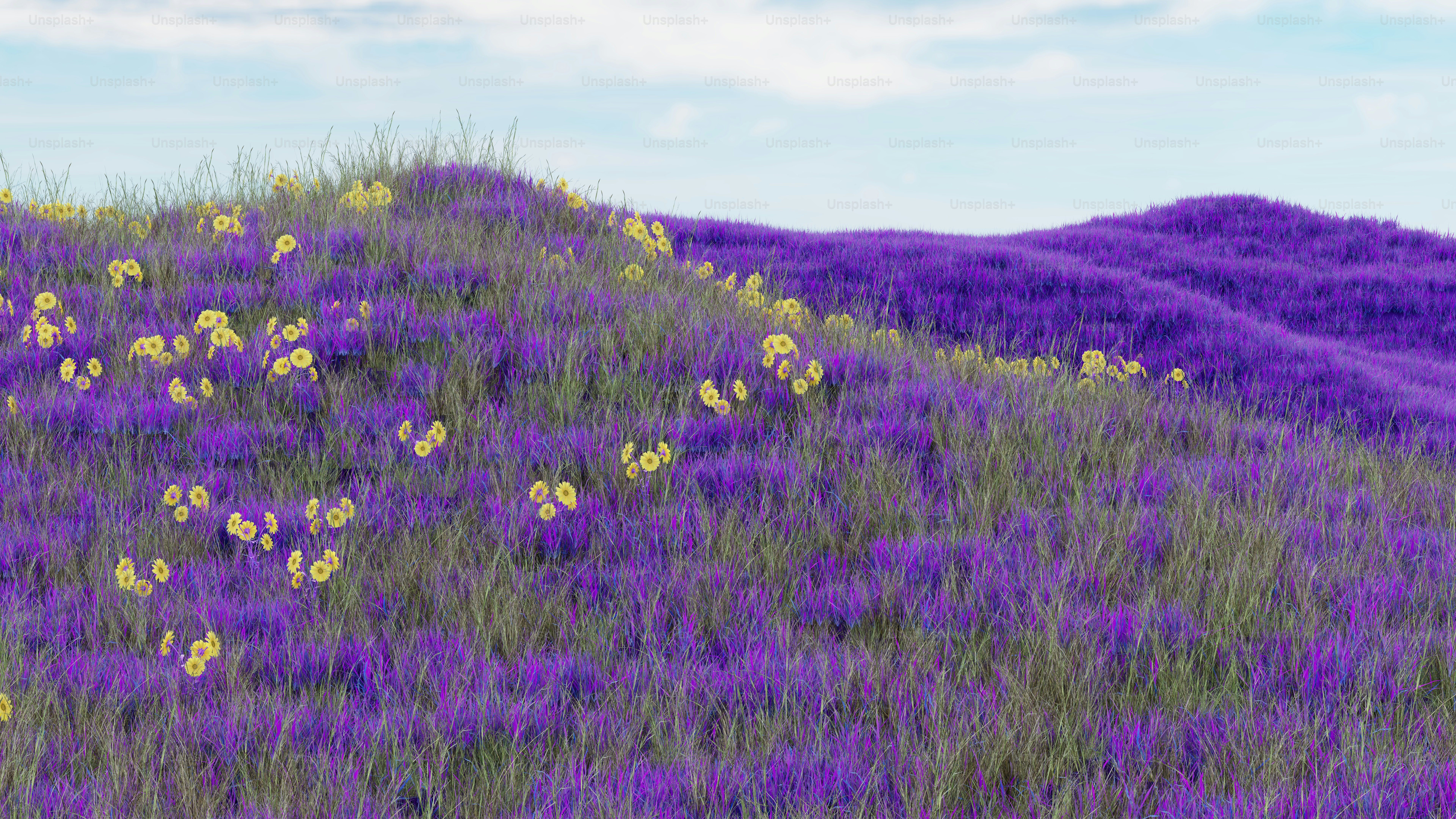 A field of purple flowers with a hill in the background - Photo on