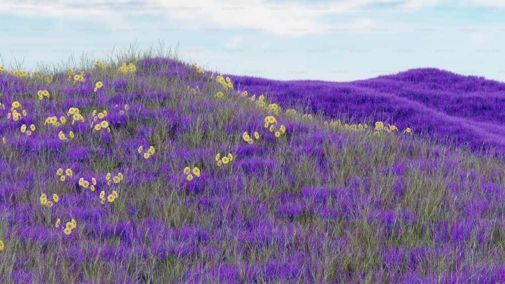 ein Feld aus lila Blumen mit einem Hügel im Hintergrund