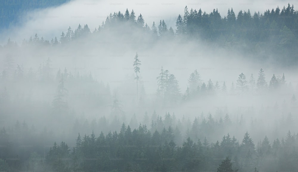 a forest covered in fog and low lying trees