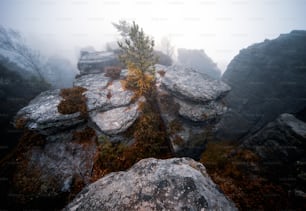 a lone tree grows on a rocky outcropping