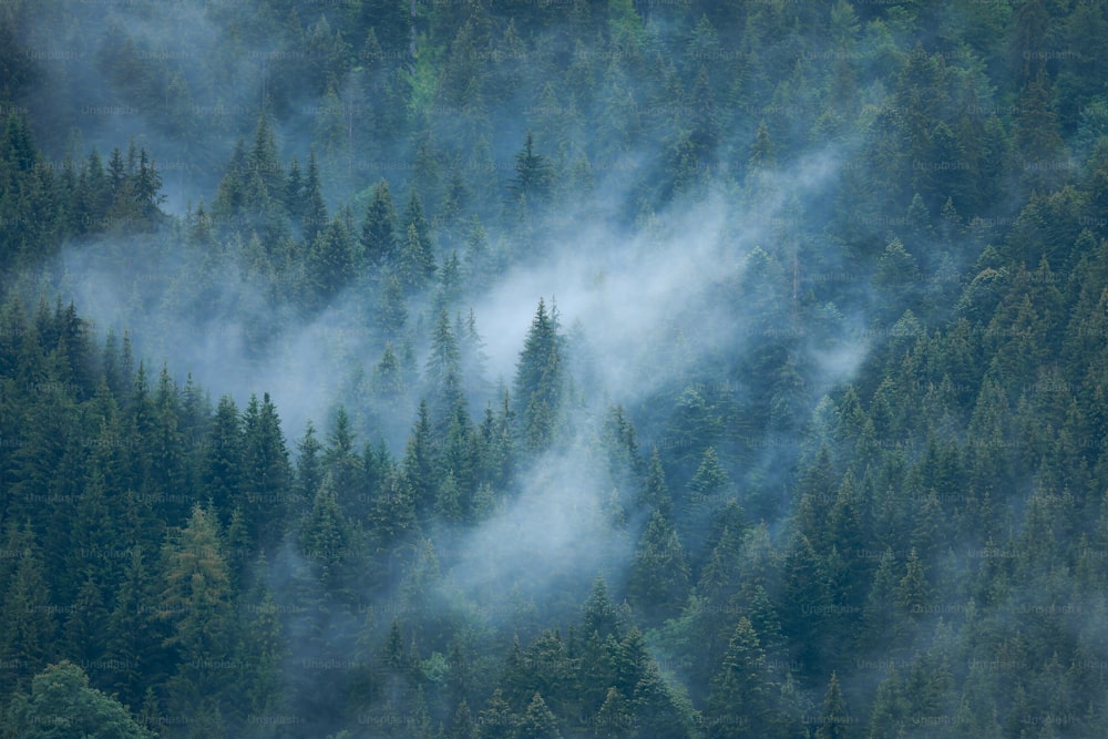 a plane flying over a forest covered in fog