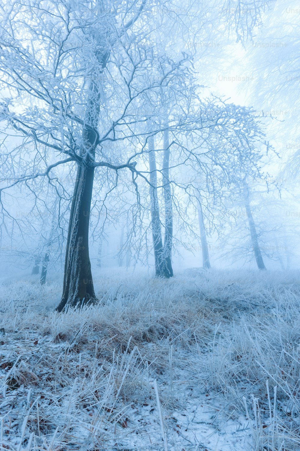 a foggy forest filled with lots of trees