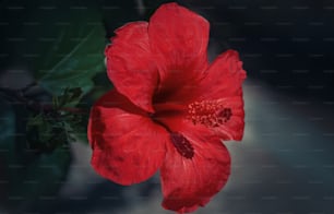 uma flor vermelha com folhas verdes em um fundo escuro