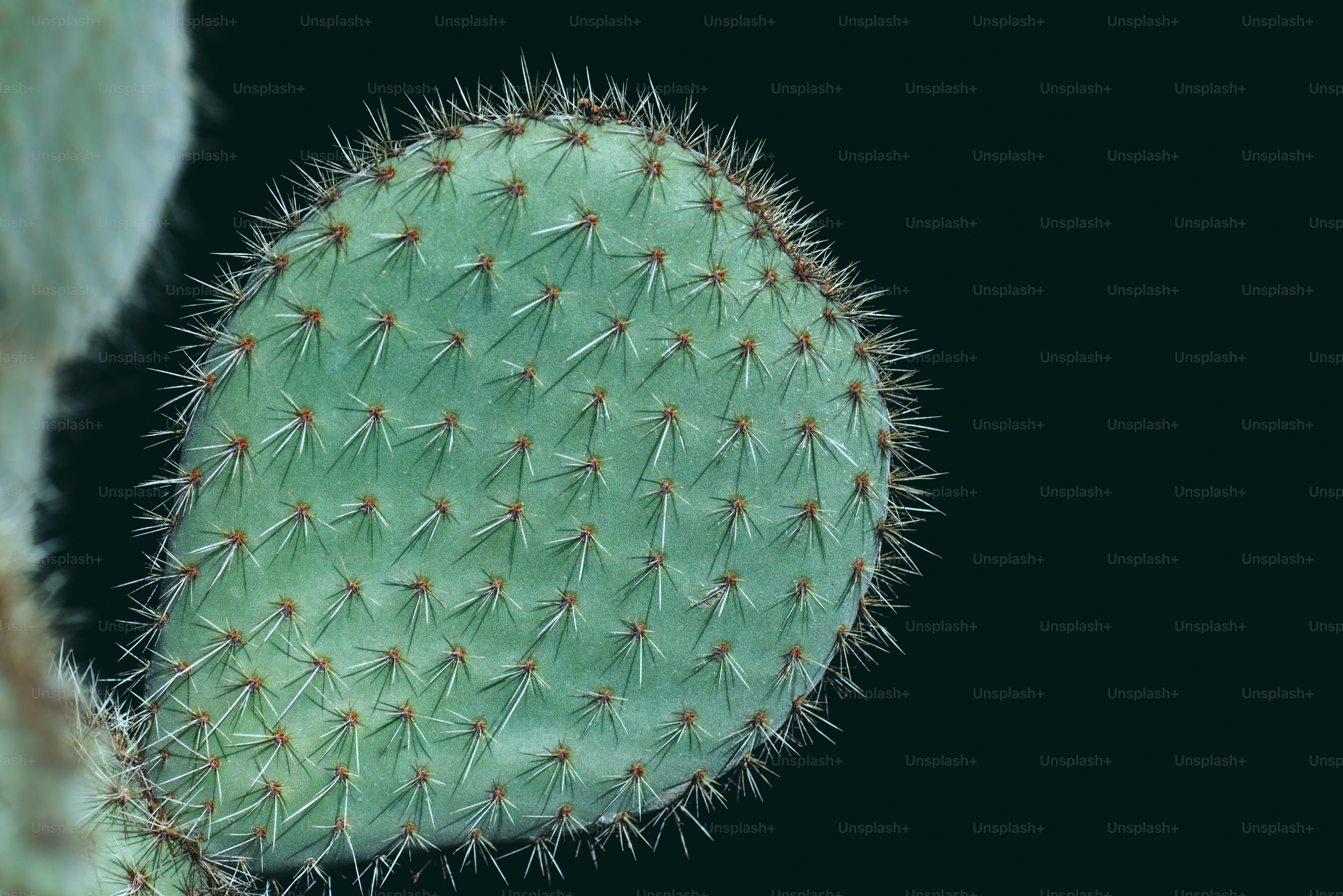 A close up of a green cactus plant photo – Up close Image on Unsplash