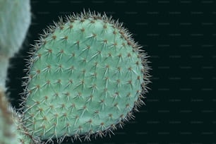 Un primer plano de una planta de cactus verde