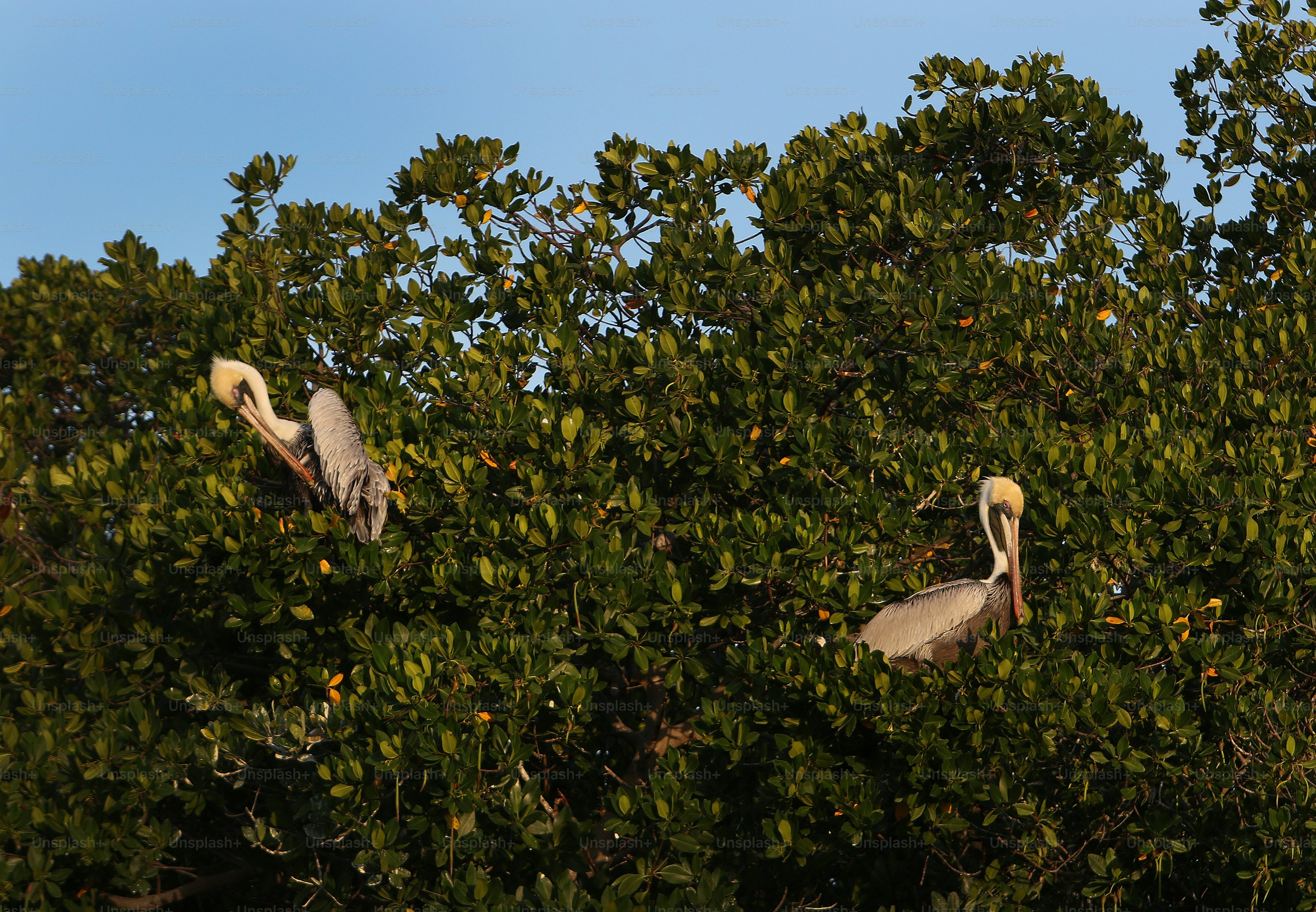 Dos pájaros grandes sentados en las ramas de un árbol