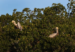 deux grands oiseaux assis dans les branches d’un arbre