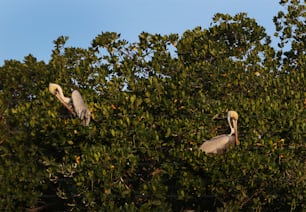 two large birds sitting in the branches of a tree