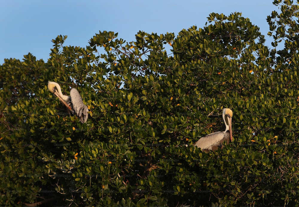 two large birds sitting in the branches of a tree