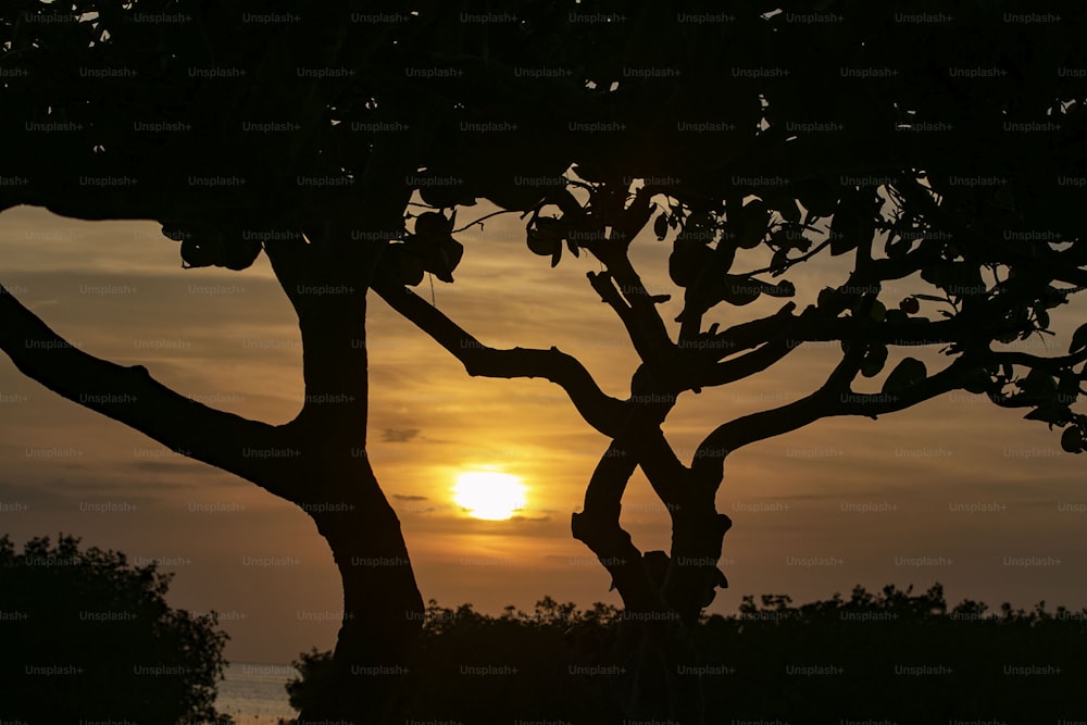 the sun is setting behind some trees