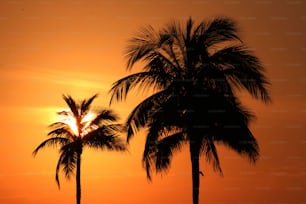 Dos palmeras se recortan contra el sol poniente